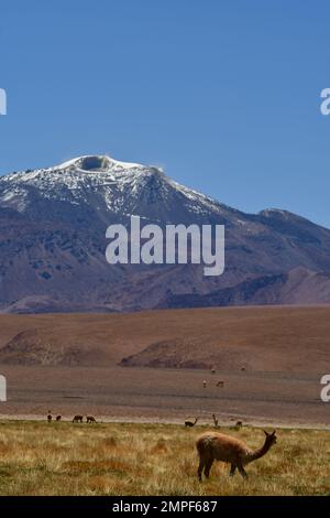 Vikunja di fronte al vulcano Atacama deserto Cile Sud America Foto Stock