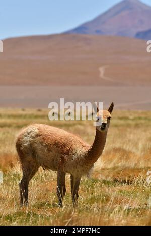 Vikunja di fronte al vulcano Atacama deserto Cile Sud America Foto Stock