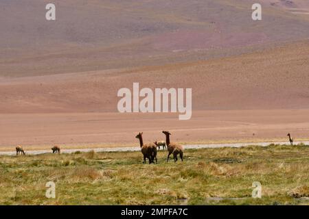 Vikunja nel deserto di Atacama Cile Sud America Foto Stock