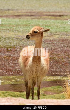 Vikunja selvaggia nel deserto di Atacama Cile Sud America Foto Stock