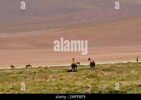 Vikunja nel deserto di Atacama Cile Sud America Foto Stock