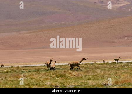 Vikunja nel deserto di Atacama Cile Sud America Foto Stock