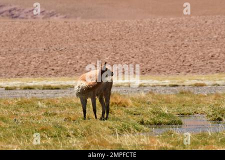 Vikunja nel deserto di Atacama Cile Sud America Foto Stock