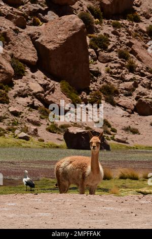 Vikunja selvaggia nel deserto di Atacama Cile Sud America Foto Stock