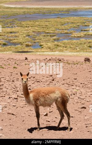 Vikunja selvaggia nel deserto di Atacama Cile Sud America Foto Stock
