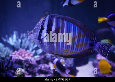 Tang Sailfin del Mar Rosso (Zebrasoma desjardinii) Foto Stock