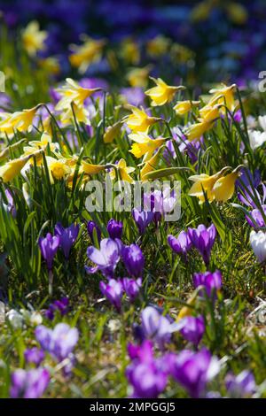 Narcisi e croci selvatici retroilluminati Foto Stock