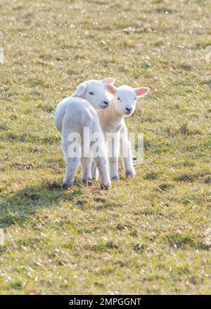 Due piccoli agnelli bianchi in un prato Foto Stock