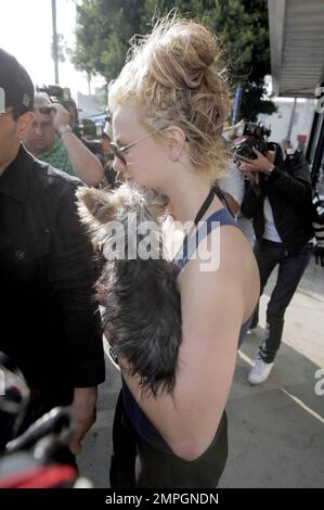 Britney Spears visita Petco con il suo simpatico cucciolo di Yorkshire Terrier a Londra. È stato riferito che un giudice ha chiesto a Britney di non guidare con i suoi figli in auto, ma credo che un piccolo amico a quattro zampe non conta. Los Angeles, California. 11/17/07. Foto Stock