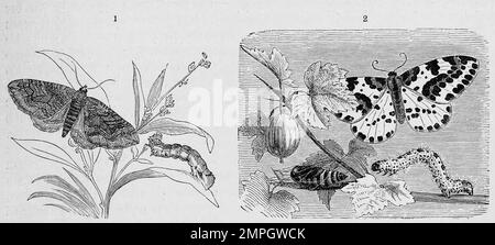 Insekten, 1. Gänsefußspanner, Larentia chenopodiata, 2. Harlekin, Stachelbeerwitch, Abraxas grossulariata ist ein Schmetterling, Nachtfalter aus der Familie der Spanner, Historisch, ristorante digitale Reproduktion von einer Vorlage aus dem 19. Jahrhundert Foto Stock