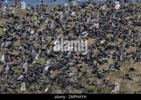 Starling, Sturnus vulgaris, gregge in volo, sulle paludi saline, Lancashire, REGNO UNITO Foto Stock