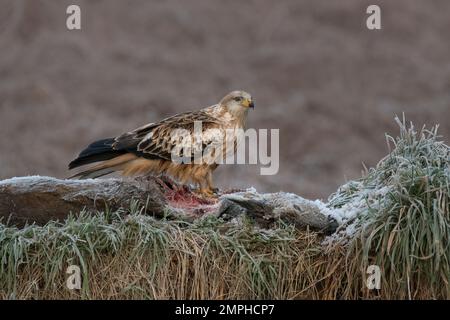 Capriolo rosso giovanile, Milvus milvus, sulla carcassa di cervo congelata in inverno, in Scozia Foto Stock