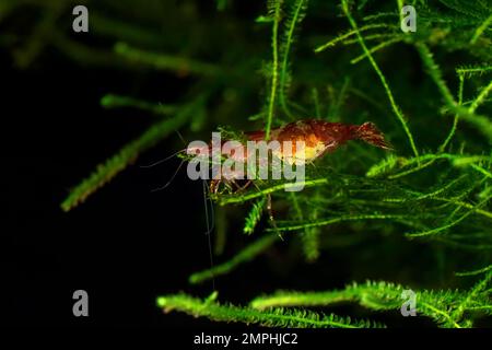 Red Cherry Shrimp su un muschio, femmina con uova Foto Stock