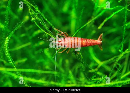 Red Cherry Shrimp su un muschio, acquario di acqua dolce Foto Stock