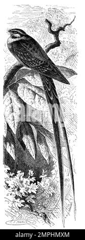 Vogel, Leiernachtschwalbe, nightjar a coda di forbice, Hydropsalis torquata è una specie di nightjar della famiglia Caprimulgidae, Historisch, restaurierte digitale Reproduktion von einer Vorlage aus dem 18. Jahrhundert Foto Stock