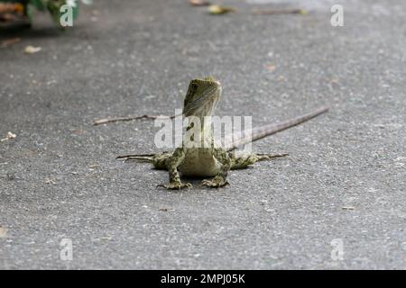 Drago orientale dell'acqua stazionaria in giorno Foto Stock