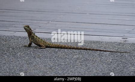 Drago orientale dell'acqua stazionaria in giorno Foto Stock