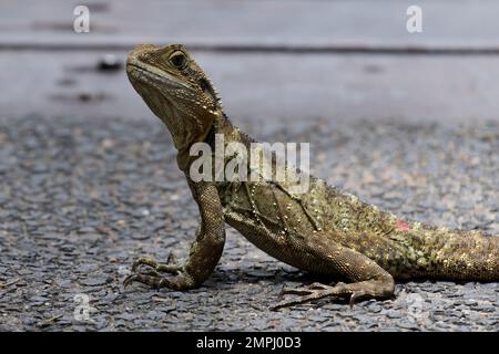 Drago orientale dell'acqua stazionaria in giorno Foto Stock