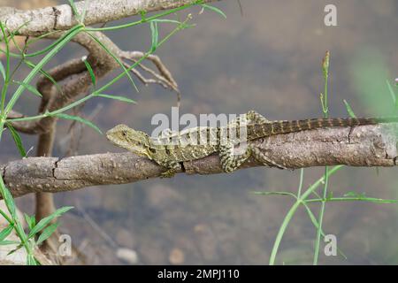 Drago orientale dell'acqua stazionaria in giorno Foto Stock