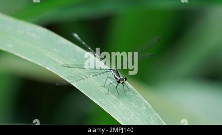 Dragonfly gigante Rockmaster su Leaf Foto Stock