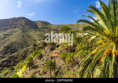 Kanarische Palmen in der Masca-Schlucht im Teno-Gebirge, Masca, Teneriffa, Kanarische Inseln, Spanien | Canary Island date Palms della gola Masca Foto Stock