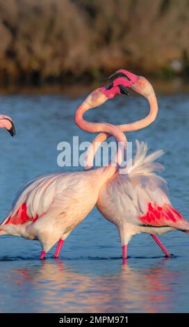 Due fenicotteri combattono per il dominio. Carbonia, Italia: A PRIMA vista si potrebbe essere perdonati per aver pensato che questi fantastici fenicotteri godessero di un amore d Foto Stock