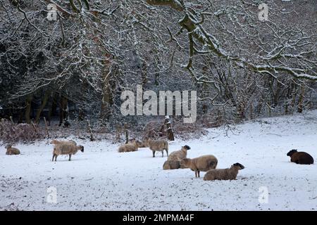 Pecore nella neve a Sutton Mandeville nel sud-ovest del Wiltshire. Foto Stock