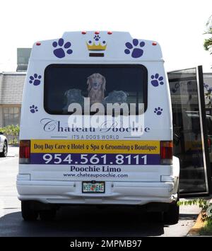 ESCLUSIVO!! Si tratta del Chateau Poochie, l'hotel piu' esclusivo al mondo per cani e gatti, dove il lusso e' liberato. I servizi di questo elegante hotel e centro benessere includono un centro fitness, cibo olistico, pedicure, massaggi, riflessologia, bagno, spazzolatura dei denti e un tempo di gioco su uno. Proprio come ogni hotel di lusso umano, vi e' anche una scelta di suite, tutte decorate individualmente e dotate di un letto, quadri e un televisore a schermo piatto personale. Per quei fashionistas doggy, ci è inoltre una boutique con tutto da scegliere compreso l'abbigliamento, il profumo, gli accessori e l'arredamento domestico. Chateau Poochi Foto Stock