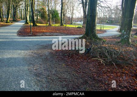 Scooter abbandonato che posa nel parco accanto ad alberi morti Foto Stock