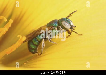 Un primo piano di un'ape sudorante nel fiore giallo Foto Stock