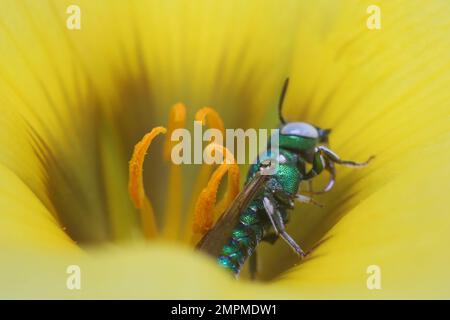 Un primo piano di un'ape sudorante nel fiore giallo Foto Stock