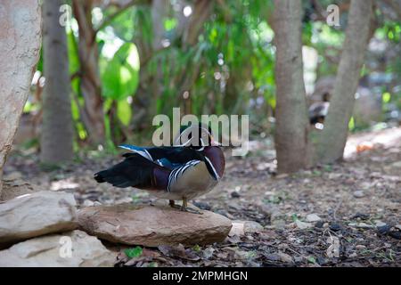 Anatra mandarina, Aix galericulata, maschio singolo su roccia, Spagna Foto Stock