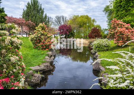 Fiori primaverili nel Giardino Giapponese nei terreni del Castello Lauriston a Cramond, Edinburgo, Scozia, Regno Unito Foto Stock
