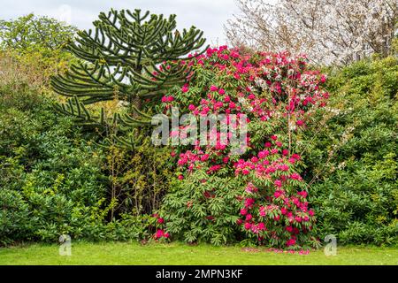 Albero di puzzle scimmia e cespugli di rododendri in Lauriston Castle Gardens a Cramond, Edimburgo, Scozia, Regno Unito Foto Stock