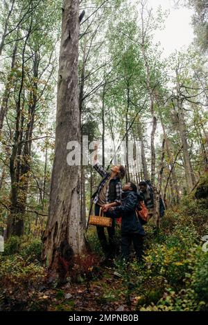 Madre che mostra l'albero a figlio mentre esplora la foresta durante le vacanze Foto Stock