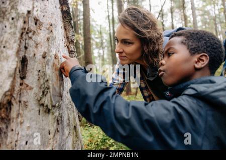 Ragazzo curioso che indica il tronco d'albero da madre nella foresta durante le vacanze Foto Stock