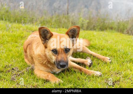Cane beige con occhi marrone scuro, sdraiato sull'erba e sulla sporcizia al mattino. Foto Stock