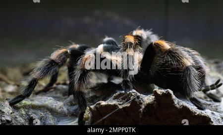 Brachypelma hamorii tarantula Foto Stock