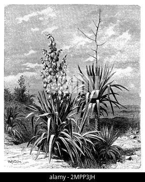 Moundlily yucca, Yucca gloriosa, Olof Winkler (libro di botanica, 1888), Kerzen-Palmlilie, Yucca superbe Foto Stock