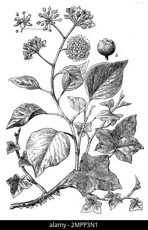 ivy, Hedera Helix, (enciclopedia, 1898), Efeu, lierre Foto Stock