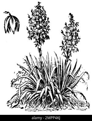 Yucca di montagna, Yucca gloriosa, (libro del giardino, 1912), Kerzen-Palmlilie, Yucca superbe Foto Stock