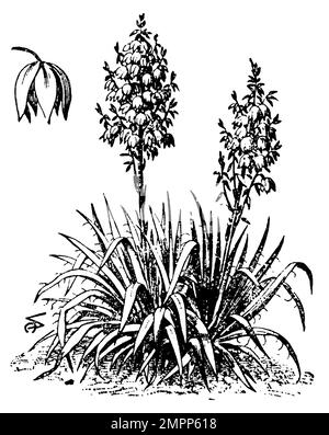 Yucca, Yucca gloriosa, (, 1911), Kerzen-Palmlilie, Yucca superbe Foto Stock