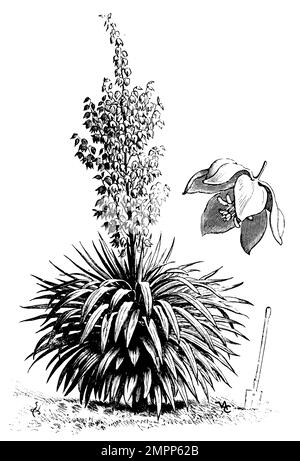 Yucca, Yucca gloriosa, (, 1911), Kerzen-Palmlilie, Yucca superbe Foto Stock