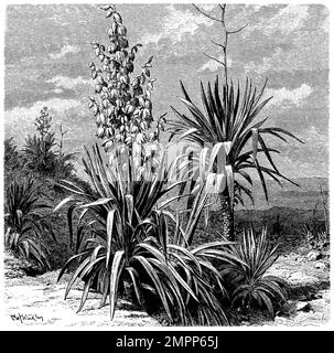 Yucca moundlily negli altopiani messicani, Yucca gloriosa, Olof Winkler (libro di botanica, 1899), Kerzen-Palmlilie im mexikanischen Hochland, Yucca superbe sur les hauts plateeus mexicains Foto Stock