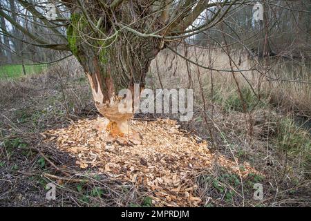 Tronco di albero spesso di salice pollard che mostra segni di denti e trucioli di legno da gnawing di castoro eurasiatico (fibra di Castor), Zevergem, Fiandre Orientali, Belgio Foto Stock