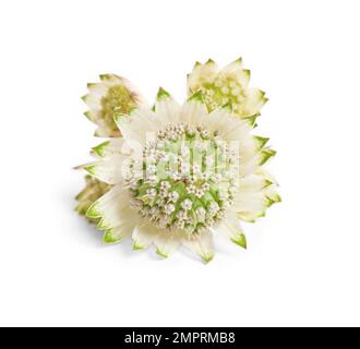 Bella fiori freschi astrantia isolato su bianco Foto Stock