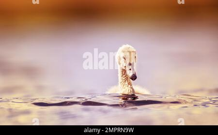 I cigni giovani guardano la loro madre mentre cercano il cibo. La foto migliore. Foto Stock