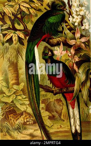 Vogel, Quetzal, Pharomachrus movinno ist ein grün- und Scharlachrot gefärbter Vogel aus der Familie der Trogone Foto Stock