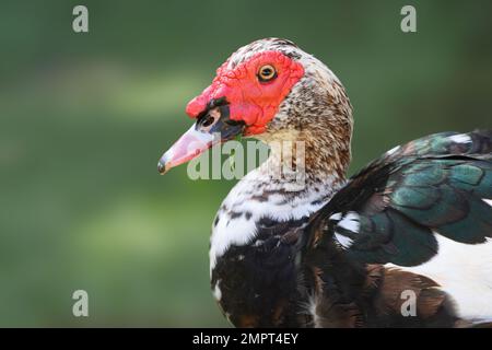 Anatra moscovy. Primo piano dell'anatra Cairina moschata. Uccello di acqua tropicale. Foto Stock