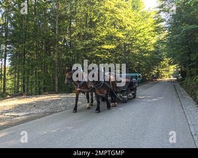 Un bel colpo di cavalli che tira una carrozza sulla strada per il castello di Neuschwanstein Baviera, Germania Foto Stock